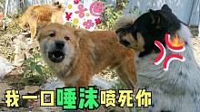 田园犬二毛嘴炮技能升级，吐沫横飞，铁头被喷一脸口水！
