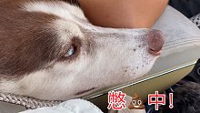 二哈坐车途中想上厕所，又不想拉在车上，憋哭了！