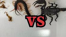 雨林蝎大战间脚蜈蚣，一顿操作差点把对方吃掉，这也太狠了