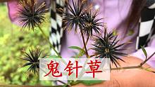 秋天的”鬼针草“是个宝，看看到底有啥用途？真涨知识了