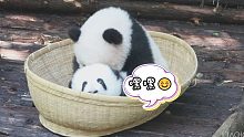 今天也是小粘人精！来看熊猫弟弟的撒娇绝技