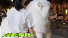 花了10小时给萨摩耶剪发？一口气把小西抱上车，小姐姐的臂力惊人