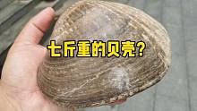 男子抱来七斤的贝壳，是祖上传下来的东西，鉴定后专家说很稀罕