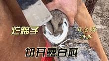 马蹄子长飞了，难受！烂蹄切下露出白蹄芯，健康蹄真舒服！
