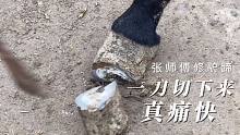 张师傅修蹄子利索！落铲准狠！看着四个蹄子切下来真舒服！