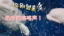 让小白鲸亲另一只鲸差点打起来。。