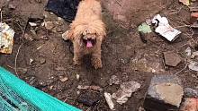 救助被困在深坑中的流浪狗！