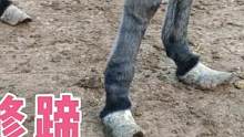 这头毛驴前蹄上翘，像穿上了阿凡提的靴子，修完蹄走路轻松多了