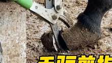 原来毛驴也是需要定期剪“指甲”的，会这门手艺的人越来越少了