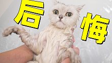 稀里糊涂把猫骗去洗澡，傻猫还在旁边围观，被拉下水才发现不对劲