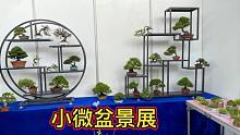实拍：国内最大的“小微盆景展”，全国客商蜂拥而至，都有啥好货