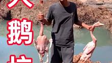600大鹅打窝（上集 #新农人计划2021 #抓鱼 #家好月圆庆中秋