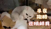 正经猫谁半夜睡觉！时不时还得挑战一下馒头的“权威”！