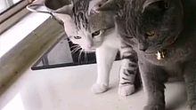 猫咪:大哥我跟鱼干起来了