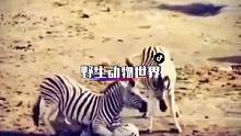 #野生动物零距离 #动物世界 很可悲，对自己最狠的，往往是自己的同类！