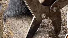 毛驴两个前蹄太长了，老师傅给它修蹄子，刚修完蹄毛驴不敢走路了