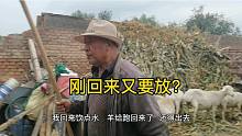羊刚回圈又要放，这是啥缘故？被一只羊给带偏了，大爷好难