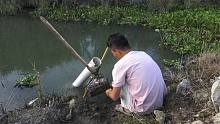 农村小伙用水管制作捕鱼陷阱，刚设置完鱼儿自投罗网，真是太牛了