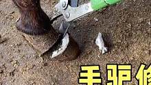 毛驴蹄子又大又长，走路很笨重，老师傅们给它修完蹄走路轻盈多了