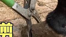 给黑毛驴剪蹄子，赵师傅大剪刀用的真溜