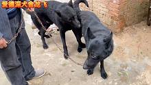 一家爷俩个都喜欢犬只，都是黑豹的粉丝，下雨天来搭配黑豹！