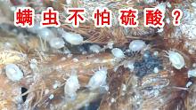 连硫酸都不怕？螨虫的生命力才是最变态的！