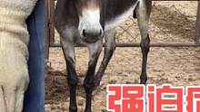 东阿孙师傅正在给毛驴修蹄，只需要一把大铲，把驴蹄修的干净彻底