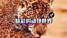 #野生动物零距离 #动物世界 #守护你的假日时光 #万物皆有灵性