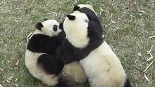 熊 猫 群 殴 现 场，太暴力了！！！（狗头）