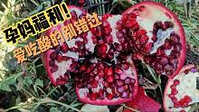 摘芒果发现的惊喜，攀枝花酸石榴，可以吃的雅诗兰黛