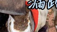 毛驴修蹄，抓它时一动不动，原来是漏蹄了，它知道师傅是为它好的