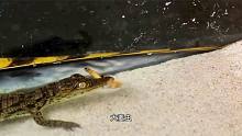 小鳄鱼进食状态如此霸气，作为肉食动物，哪种食物才是它的最爱