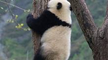 熊猫被同伴吓出狗叫