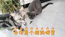 长治化身超级暖男:不但对人特别温柔，对猫也很友好