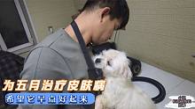 小迟回流浪狗大院第7天，为毛孩子治疗皮肤病，希望冬天之前痊愈