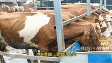 秋雨缠绵，养牛越冬草料远远不够；天时不利，黄储玉米秸寸步难行