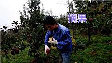 花牛苹果成熟了，边吃边摘果，丰收了开心