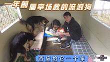 一年前屠宰场救回来的流浪狗，答应给它一个温暖的家，现在实现了