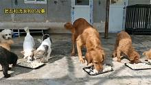 几十只狗狗面临吃喝问题，老五无奈又难受，不知道怎么办