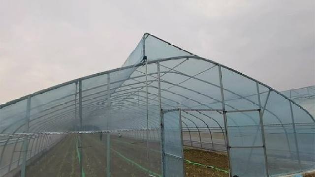 大家关注的上风口拱棚已建好,带大家看一下效果,散热降温快!