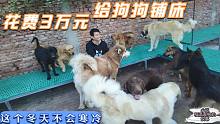 花费3万元给狗狗做御冬的床，让温暖守护这些毛孩子，不再寒冷