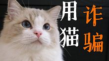 新型骗局 我家猫被骗子用来骗财骗色！