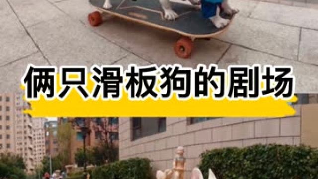 这把狗粮我要不要吃 狗狗 白菜玩滑板 法国斗牛犬 虎牙视频 这把狗粮我要不要吃 狗狗 白菜玩滑板 法国斗牛犬 虎牙视频