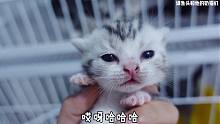 新鲜的小奶猫！
