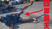 728：骑士撞到路口的汽车，摔的四脚朝天，看着就疼！