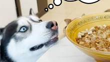 狗狗嫌弃主人做饭太墨迹，不断提示主人它饿了，着急的样子太逗了