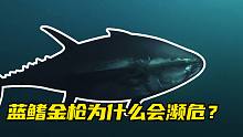 蓝鳍金枪为什么会濒危？又贵又少，价值百万蓝鳍的秘密！