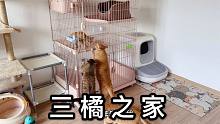三只猫咪一起来看小橘猫，只有三花猫吃醋生闷气，铲屎官该怎么办