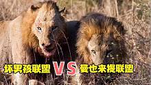 坏男孩雄狮联盟与曼也来提雄狮联盟的斗争经过