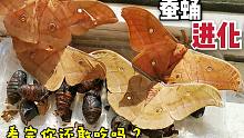 买了蚕蛹千万要吃完，否则。。。